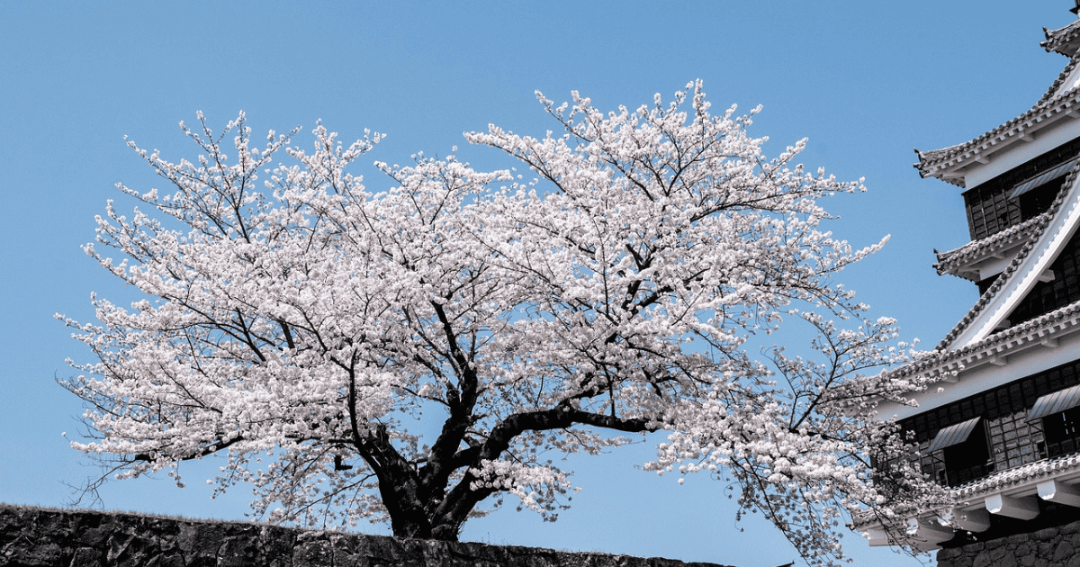 JLPT, NAT, SSW Preparation